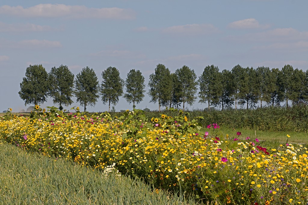 akkerranden akkerrand bloem bloemen flora hdr polder gewas landbouw biodiversiteit landschap cannabis wiet marihuana hasj hennep